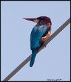 _9SB1938 white-throated kingfisher